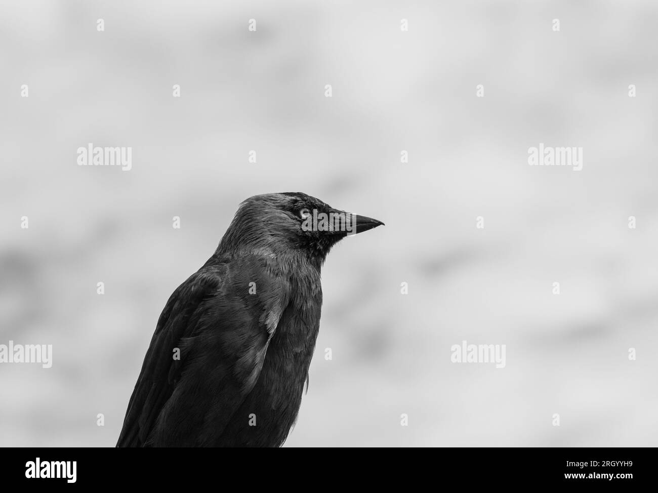 Close up d'un choucas (Corvus monedula) Banque D'Images