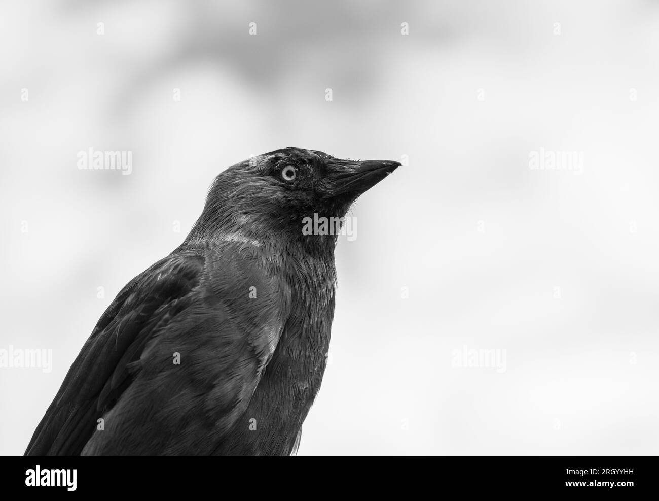 Close up d'un choucas (Corvus monedula) Banque D'Images