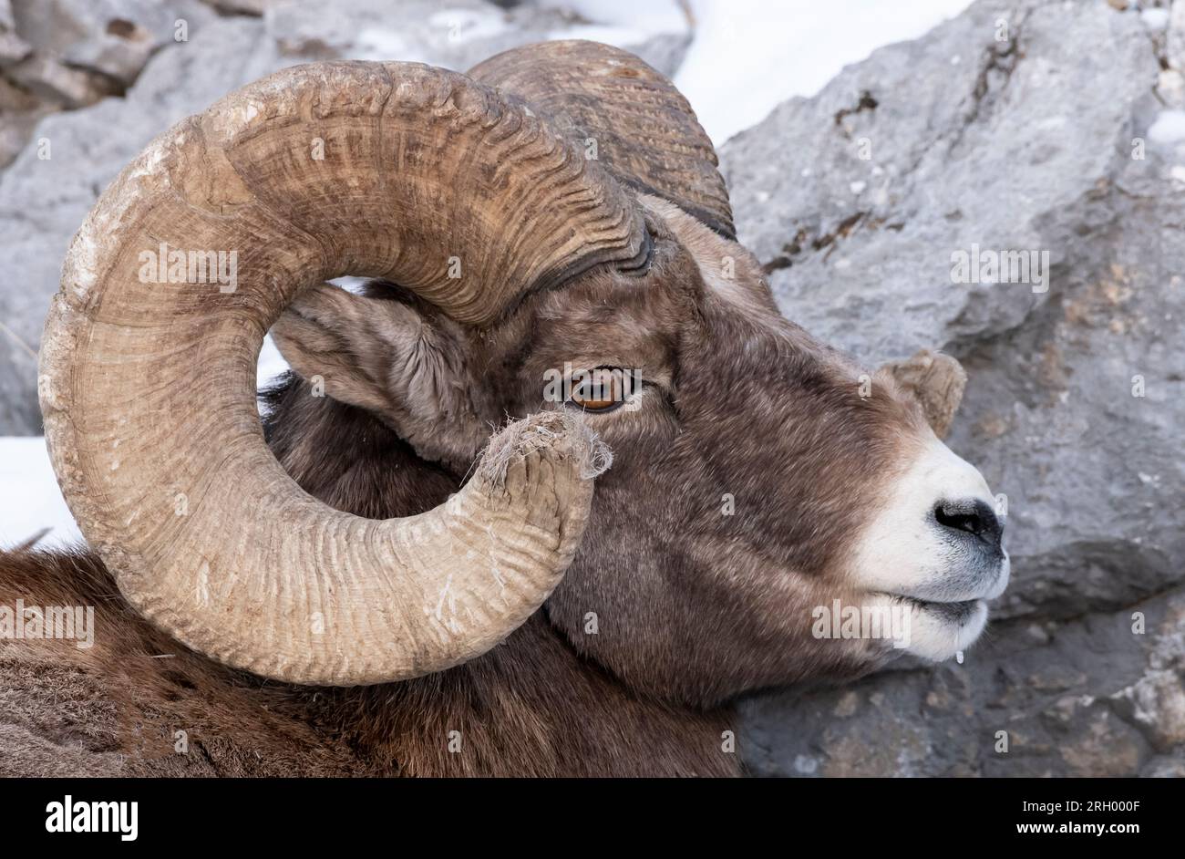 Bighorn Sheep, Rocky Mountain, Yellowstone Banque D'Images