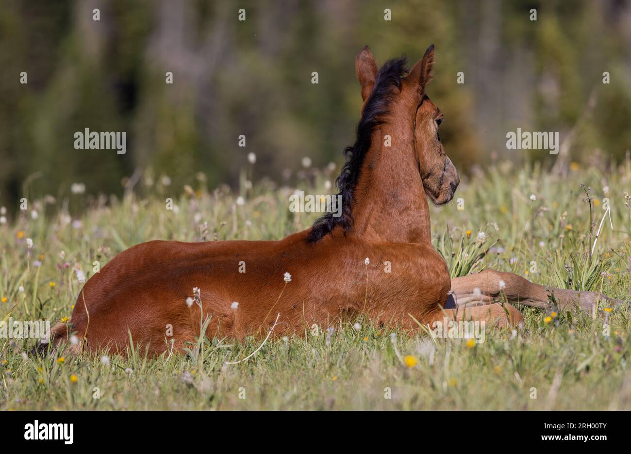 Mignon Wild Horse Foal en été dans les montagnes Pryor Montana Banque D'Images