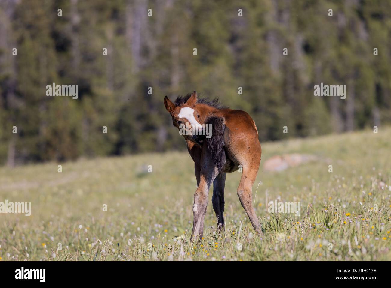 Mignon Wild Horse Foal en été dans les montagnes Pryor Montana Banque D'Images