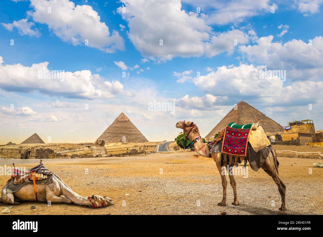Chameaux, reposant près des pyramides à Gizeh au coucher du soleil, Egypte Banque D'Images