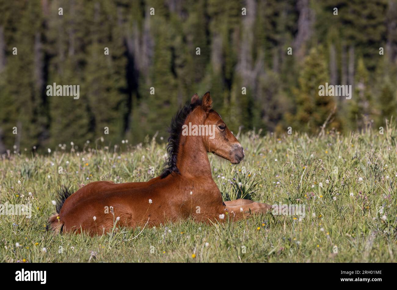 Mignon Wild Horse Foal en été dans les montagnes Pryor Montana Banque D'Images