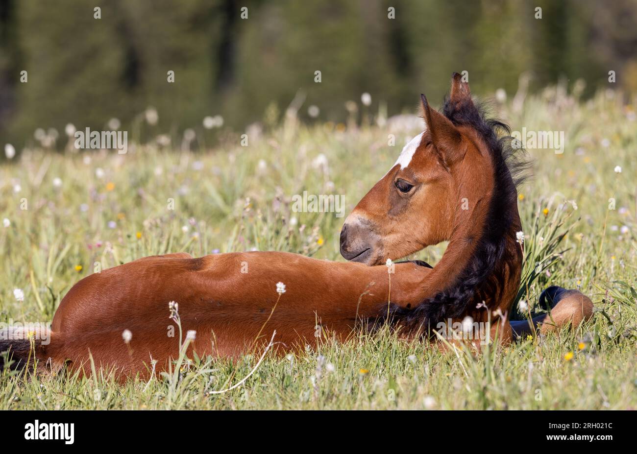 Mignon Wild Horse Foal en été dans les montagnes Pryor Montana Banque D'Images