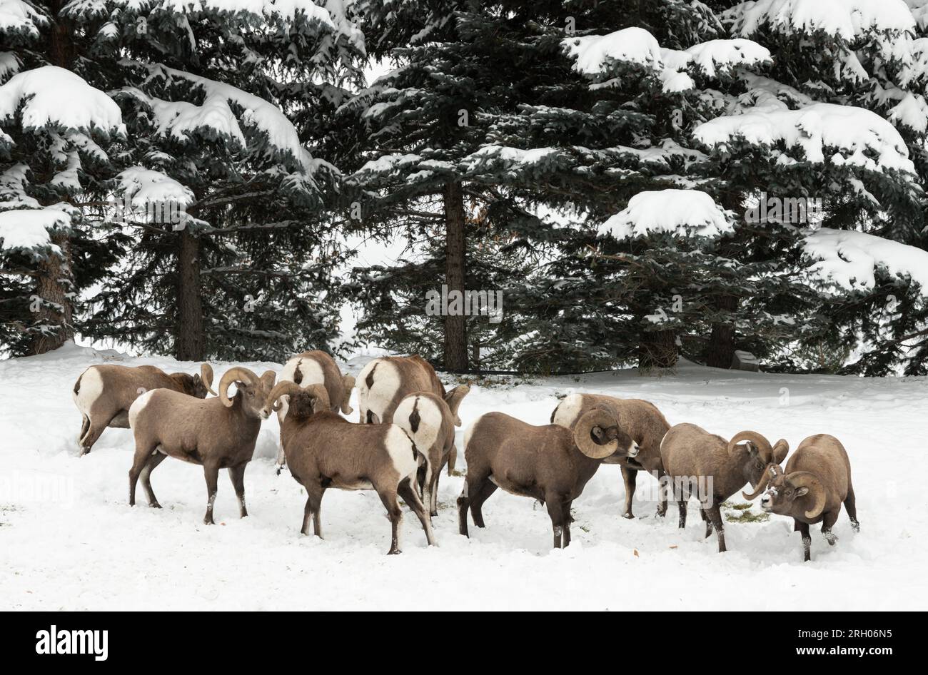 Bighorn Sheep, Rocky Mountain, Yellowstone Banque D'Images