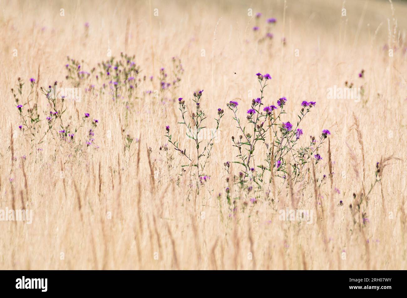 Photo minimaliste de prairie d'été avec de l'herbe séchée et des fleurs violettes. Après-midi ensoleillé. La saison sèche. république tchèque nature. Banque D'Images