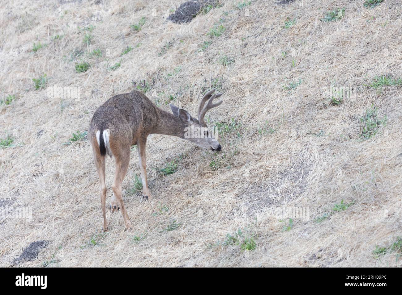 Buck de cerf à queue noire paissant sur Hillside Banque D'Images