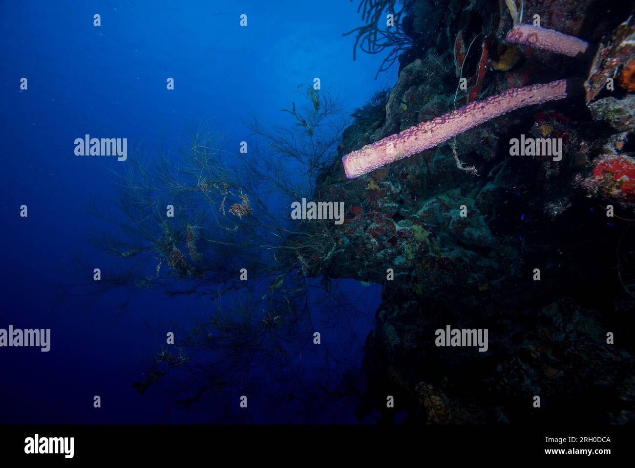 Photos sous-marines de Grand Turk, Turques et Caïques Banque D'Images