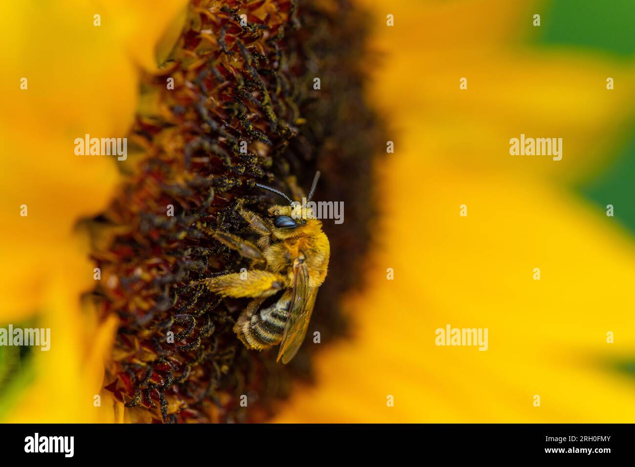 Abeille qui rammasse dur pollen sur une fleur de tournesol Banque D'Images