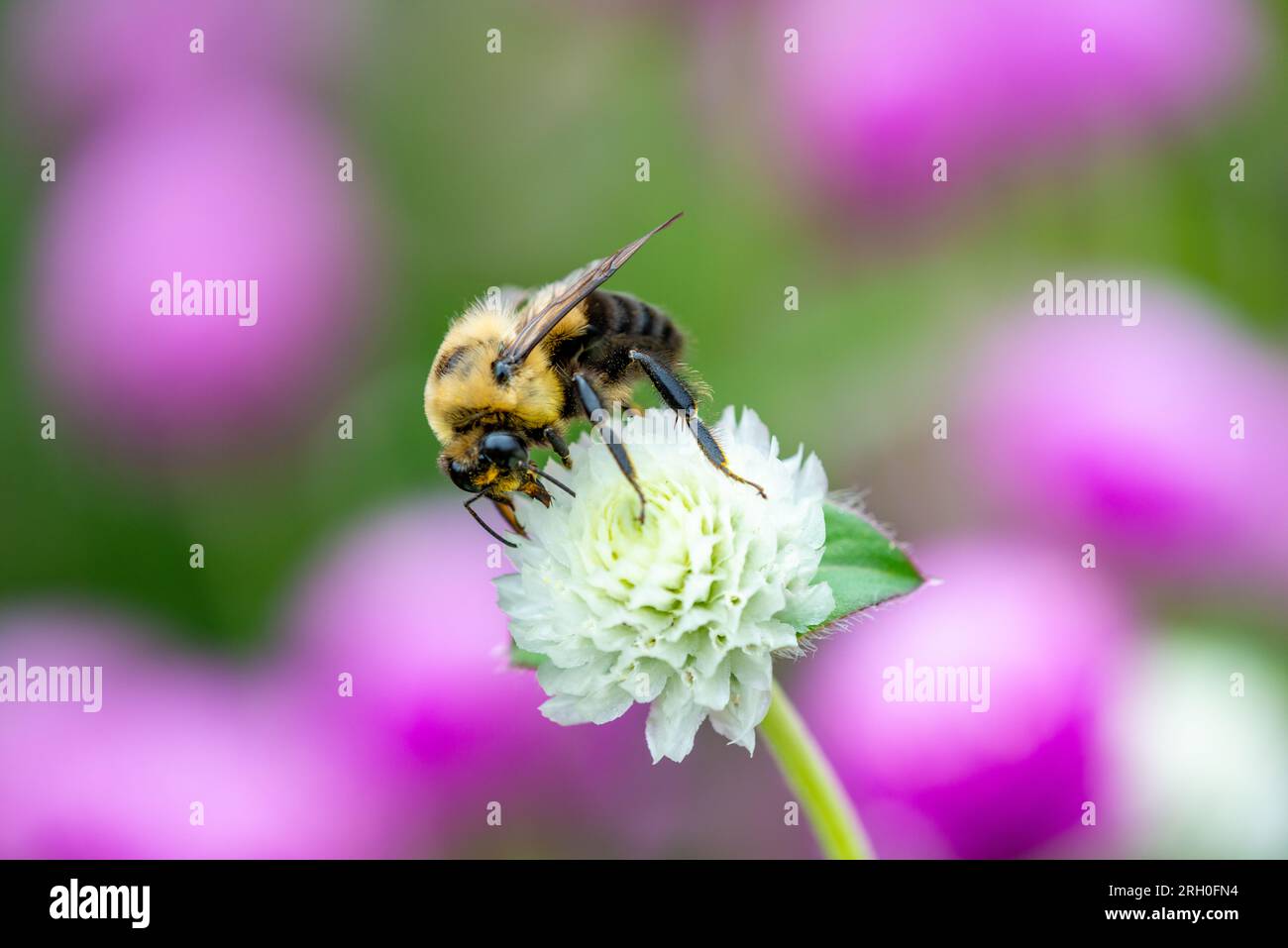 Le syrphe d'Eristalis qui rammasse du pollen sur de fleur de ciboulette blanche Banque D'Images