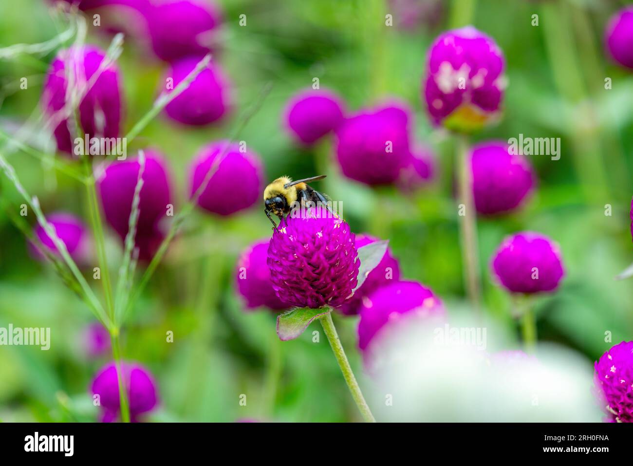 Le syrphe d'Eristalis qui rammasse du pollen sur des fleurs de ciboulette Banque D'Images