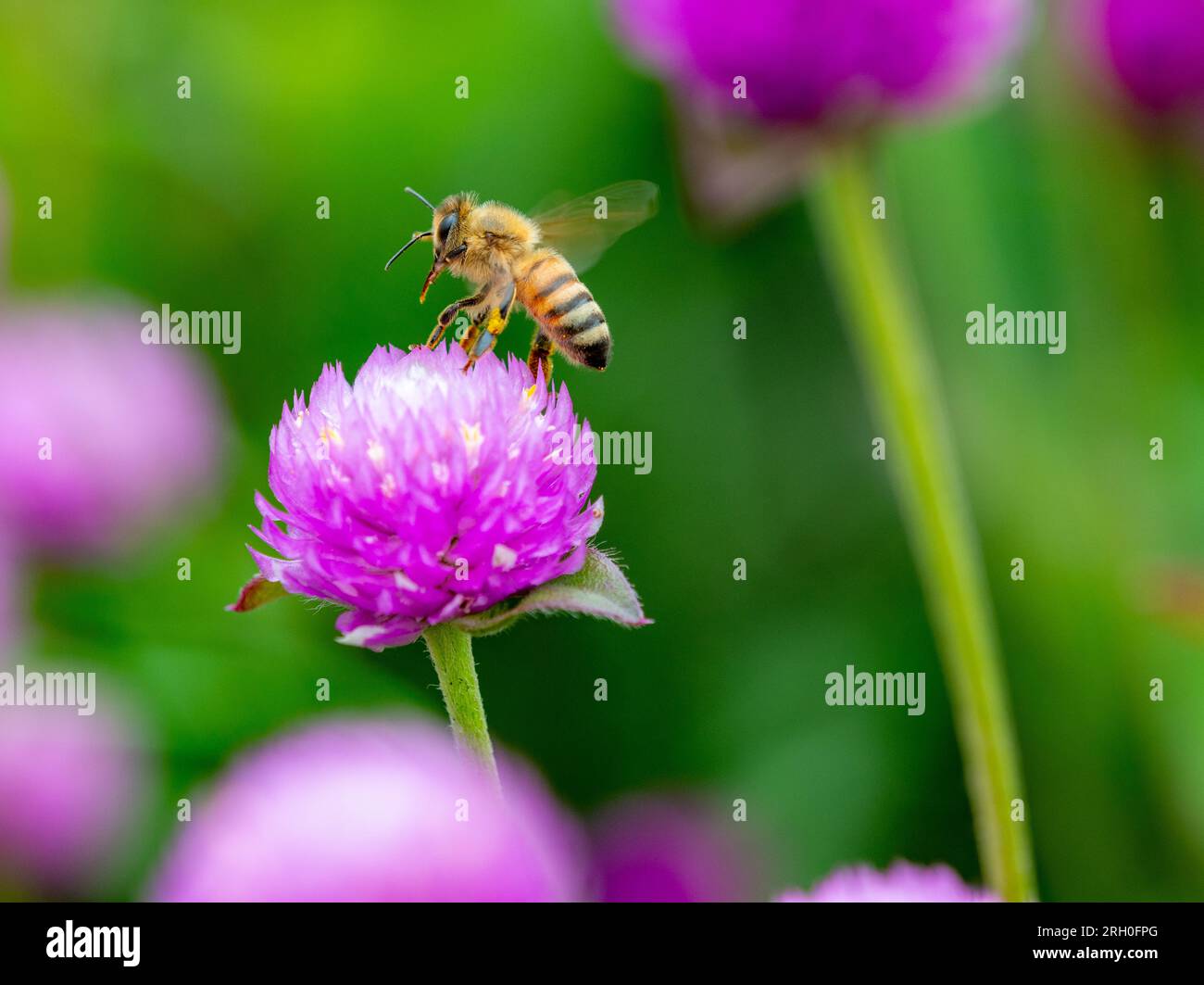 Abeille qui rammasse du pollen sur une fleur de ciboulette Banque D'Images