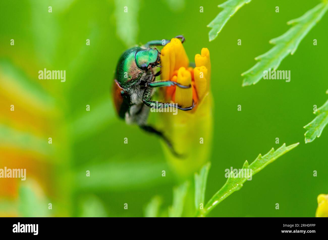 Le chrysochus auratus (Dogbane Leaf Beetle) sur une fleur jaune Banque D'Images