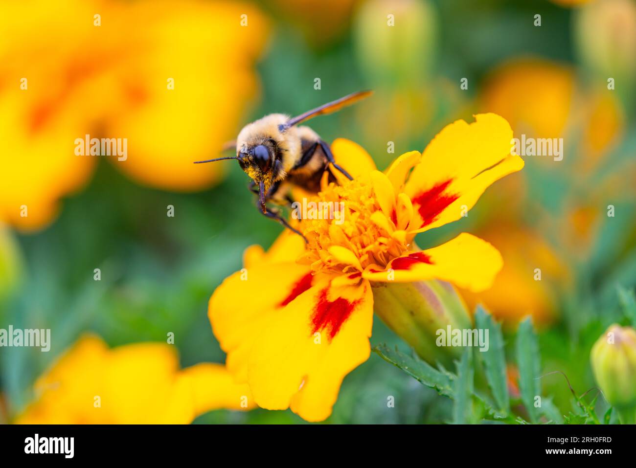 Le syrphe d'Eristalis qui ramasse du pollen sur une fleur orange Banque D'Images