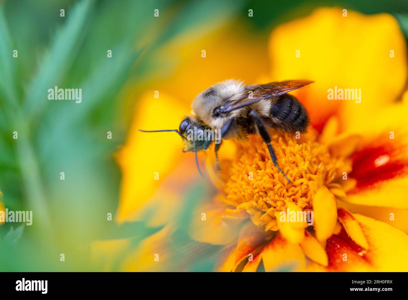 Le syrphe d'Eristalis qui ramasse du pollen sur une fleur orange Banque D'Images
