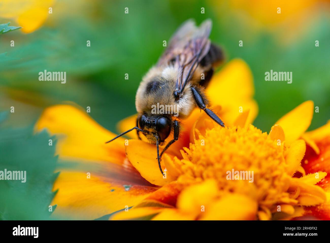 Le syrphe d'Eristalis qui ramasse du pollen sur une fleur orange Banque D'Images