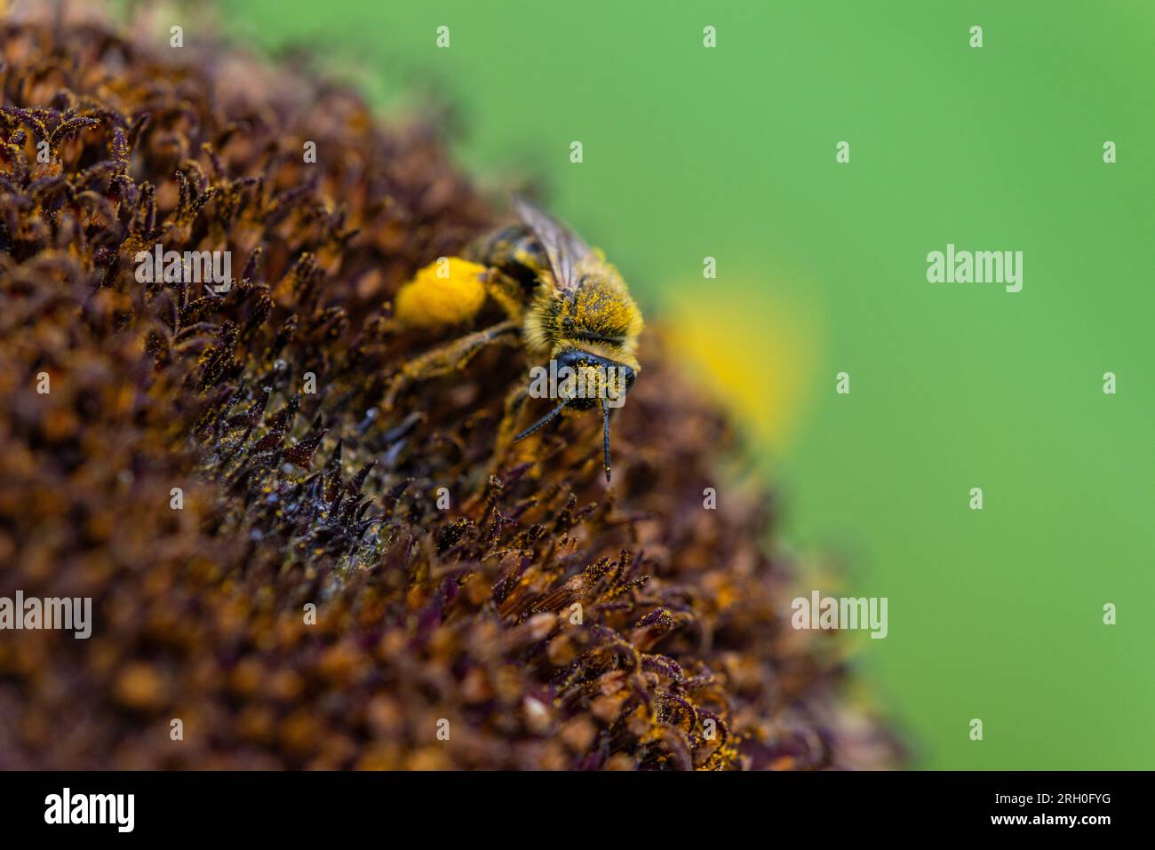 Abeille qui ramasse du pollen dans une fleur orange, rouge fondue Banque D'Images