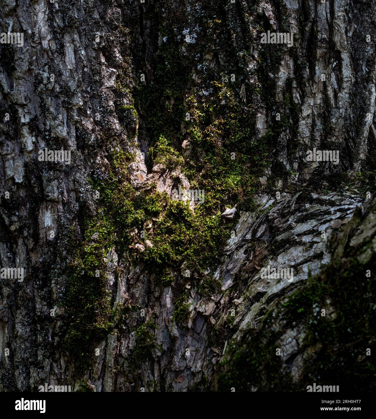 Gros plan de la texture de l'écorce d'arbre avec mousse Banque D'Images