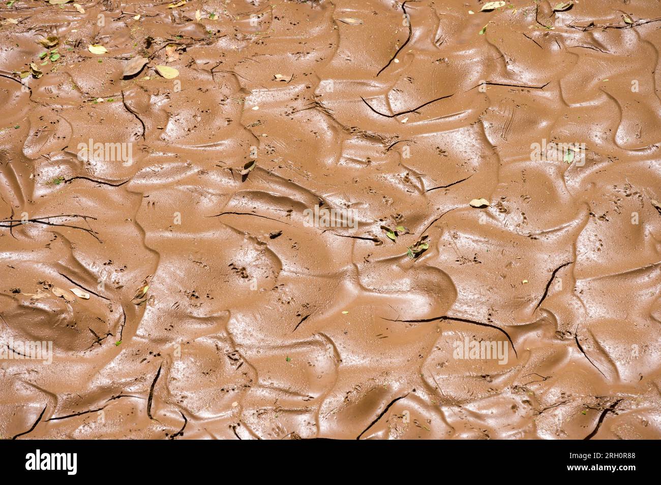 Gros plan de vase et de boue de sable contenant de l'eau capturée derrière un barrage de sable, Pokot, Kenya Banque D'Images