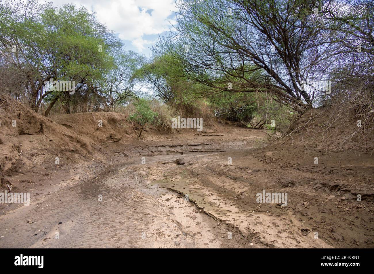 Un lit de rivière saisonnier asséché bordé d'arbres sur la rive de la rivière, Pokot, Kenya Banque D'Images