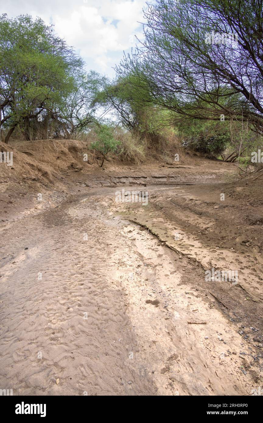 Un lit de rivière saisonnier asséché bordé d'arbres sur la rive de la rivière, Pokot, Kenya Banque D'Images