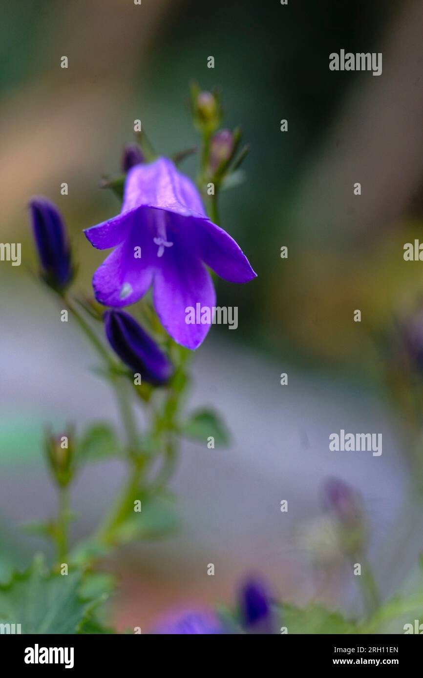 Glockenblume - Campanula Banque D'Images