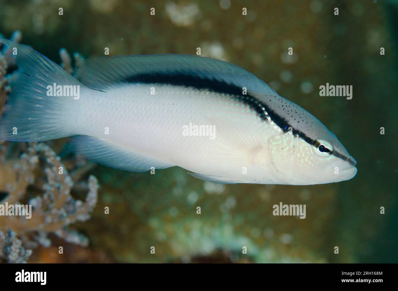 Bandit Dottyback, Pseudochromis perspicillatus, île Tatawa Besar, entre les îles Komodo et Flores, Parc national de Komodo, Indonésie Banque D'Images