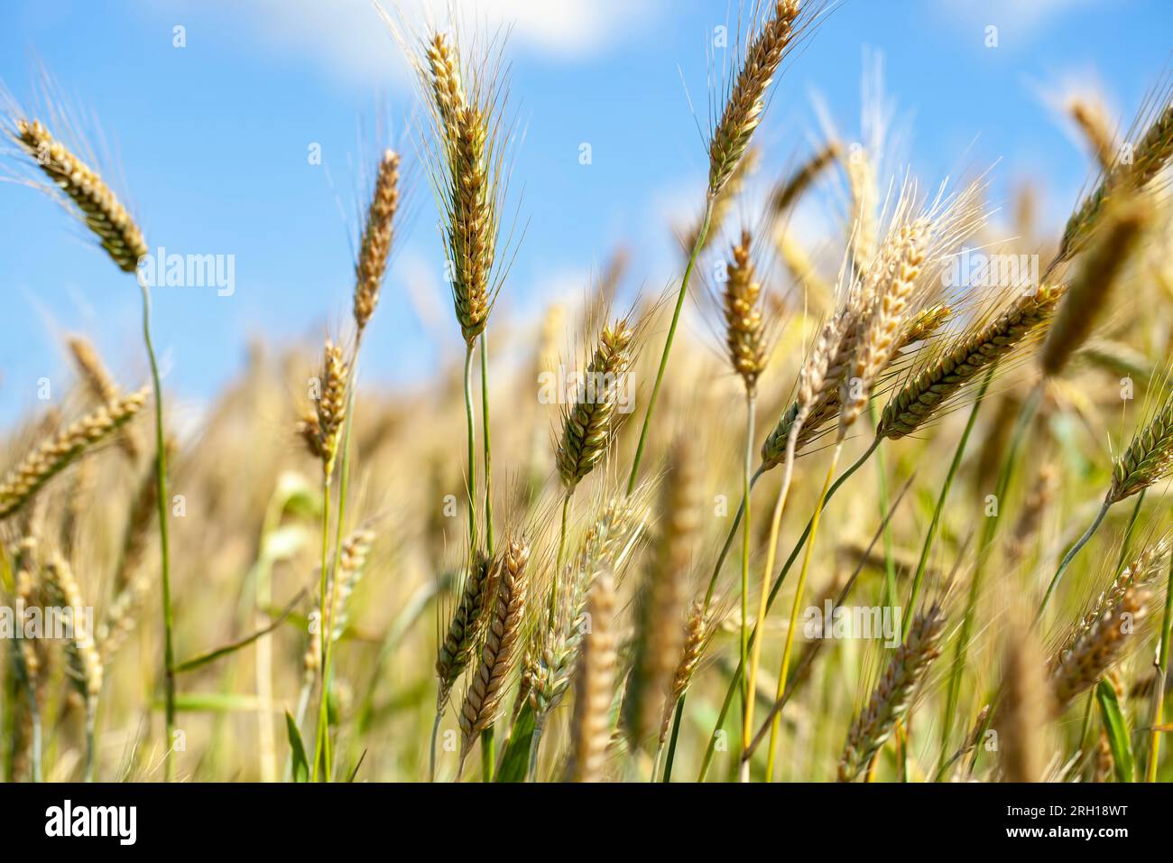 champ de céréales doré avec blé, céréales de blé vert jaune avant récolte Banque D'Images