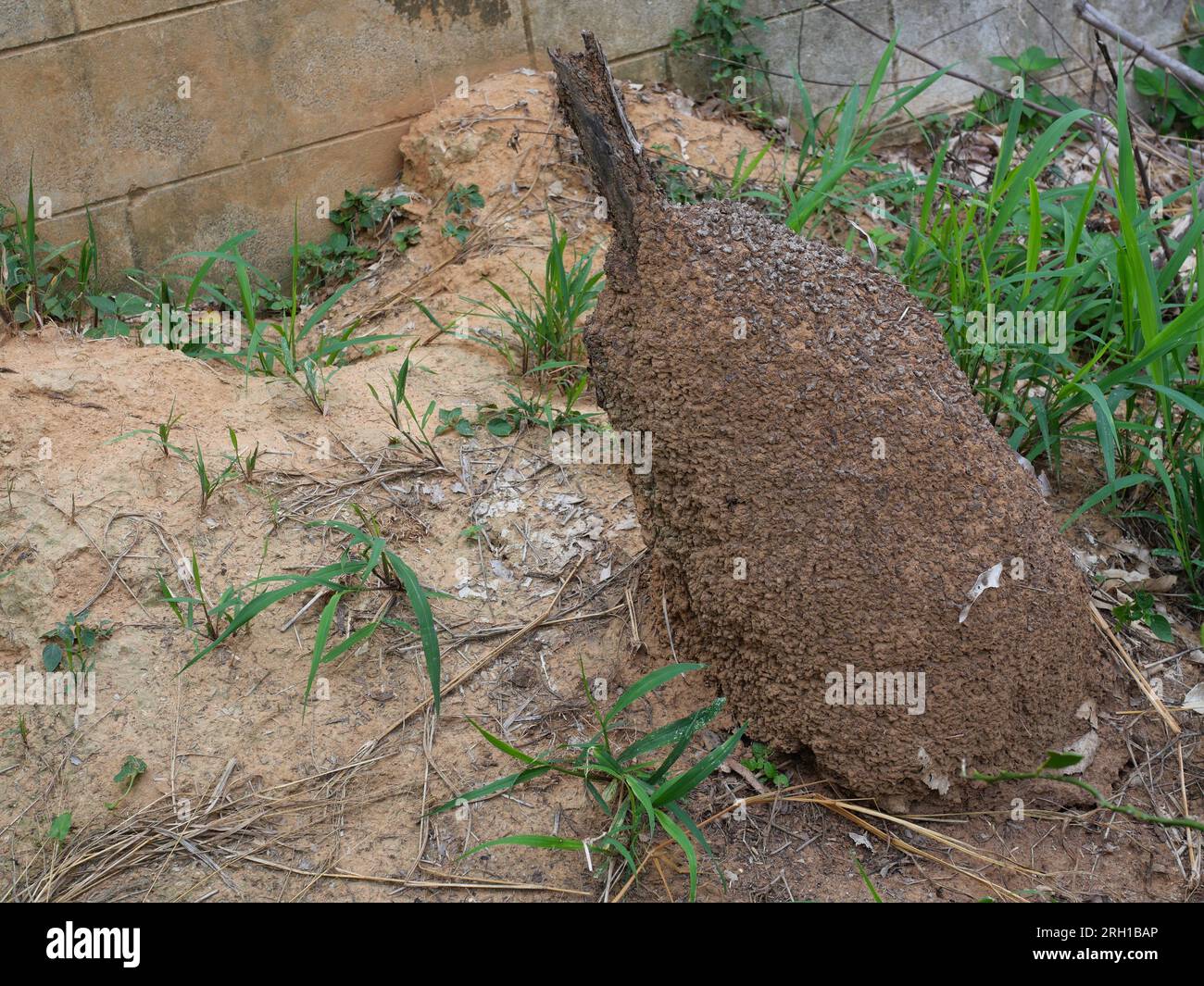 Colline de termite sur terre de terre, habitat d'insectes en forme de monticule, Thaïlande Banque D'Images