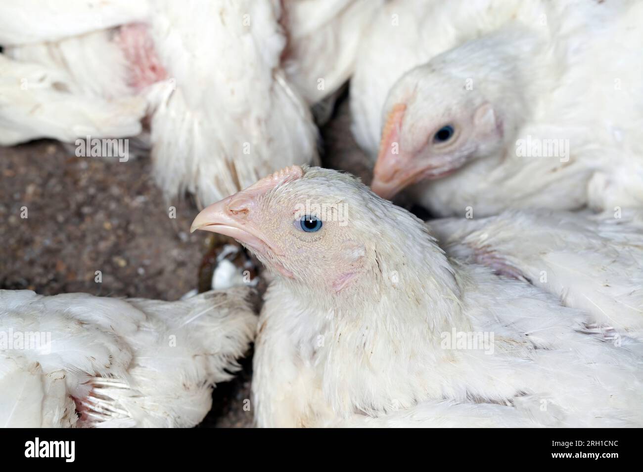 culture de la volaille à l'échelle industrielle poulet pour produire des  produits à base de viande, territoire rempli de poulet de maisons de  volaille pour produire des produits à base de viande