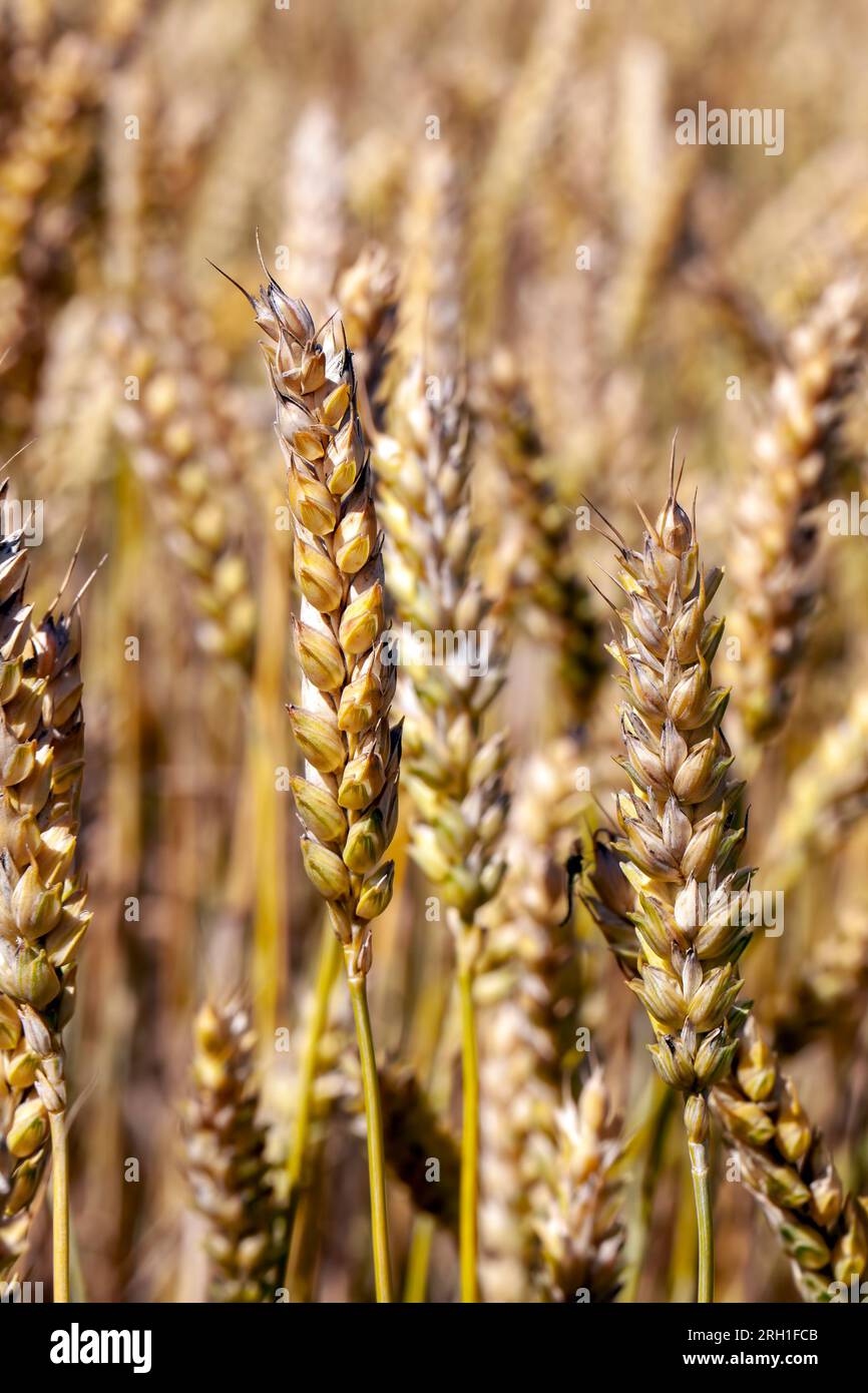champ de céréales doré avec blé, céréales de blé vert jaune avant récolte Banque D'Images