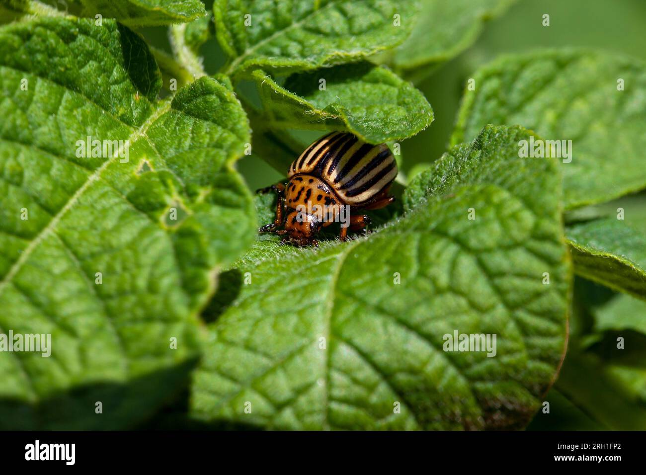 un champ agricole avec des sommets verts de pommes de terre cultivées, des plantes vertes à