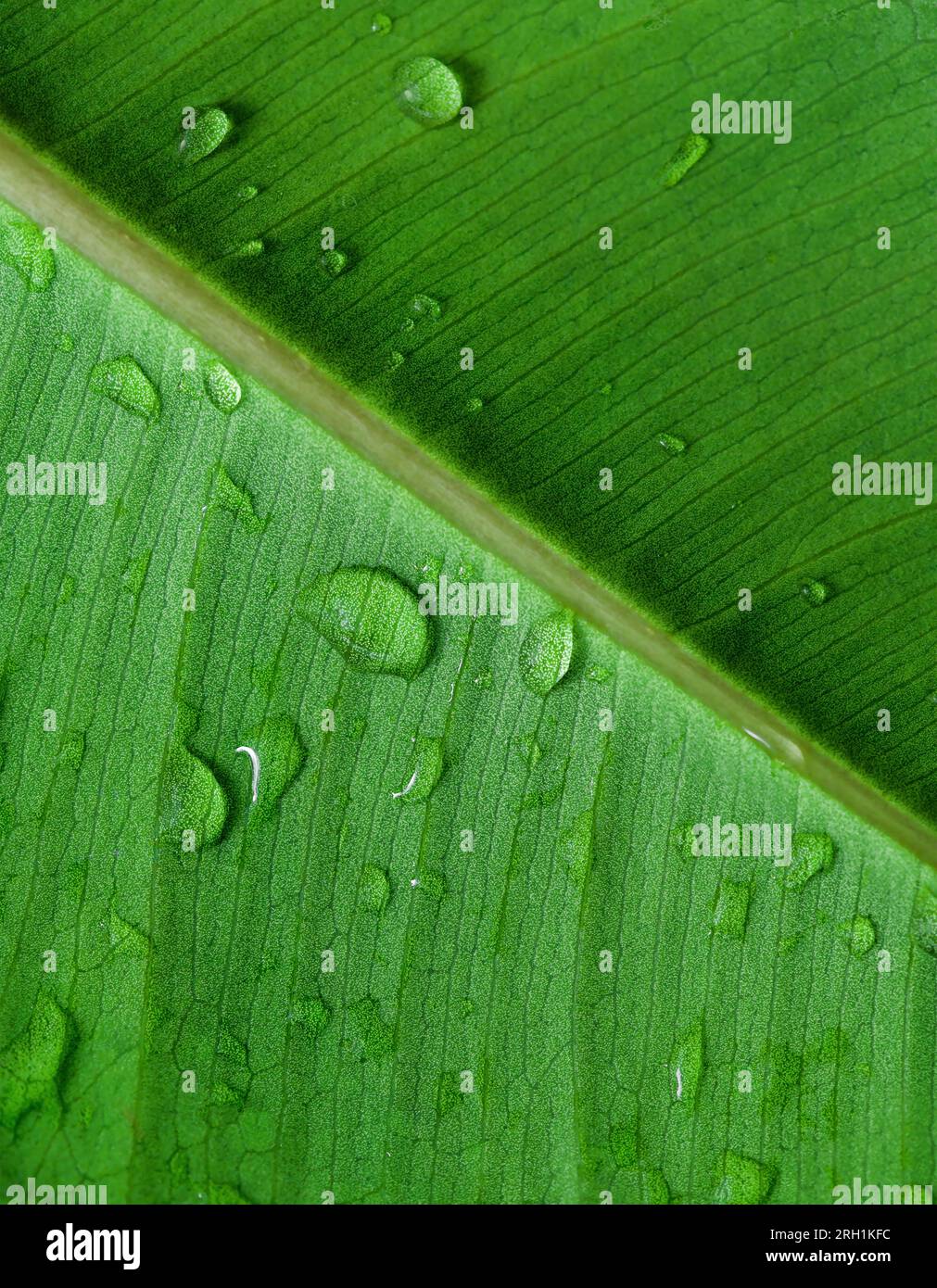 Belle feuille verte avec gouttes gros plan. Banque D'Images