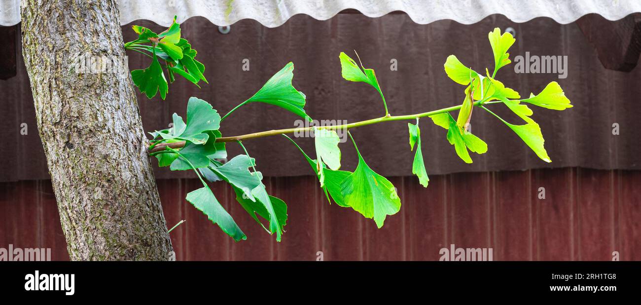 Vue détaillée des feuilles d'un Ginkgo biloba sur la branche d'un arbre. Banque D'Images