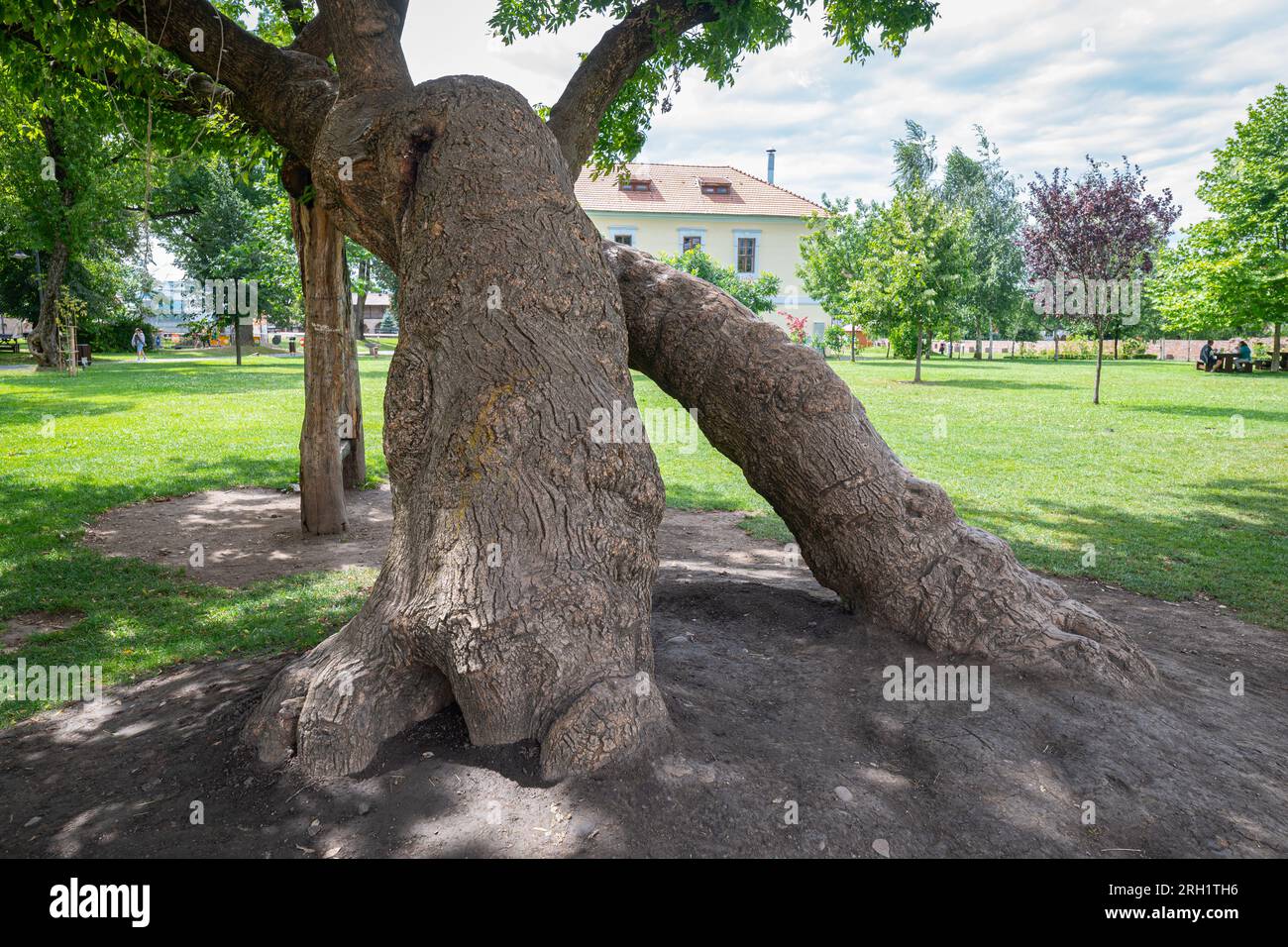 Gros troncs d'arbres qui ressemblent aux pattes d'un monstre géant. Attraction d'escalade pour les enfants dans la citadelle de Targu Mures, Roumanie. Banque D'Images
