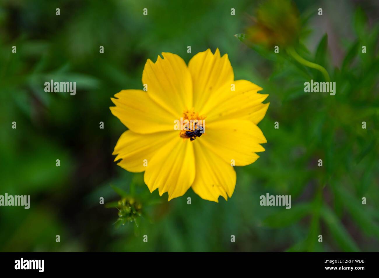 Une abeille à miel Meliponini recueille le nectar des fleurs qui fleurissent dans la région apicole Meliponini, rivière Bangek, ville de Padang, Sumatra Ouest. Banque D'Images