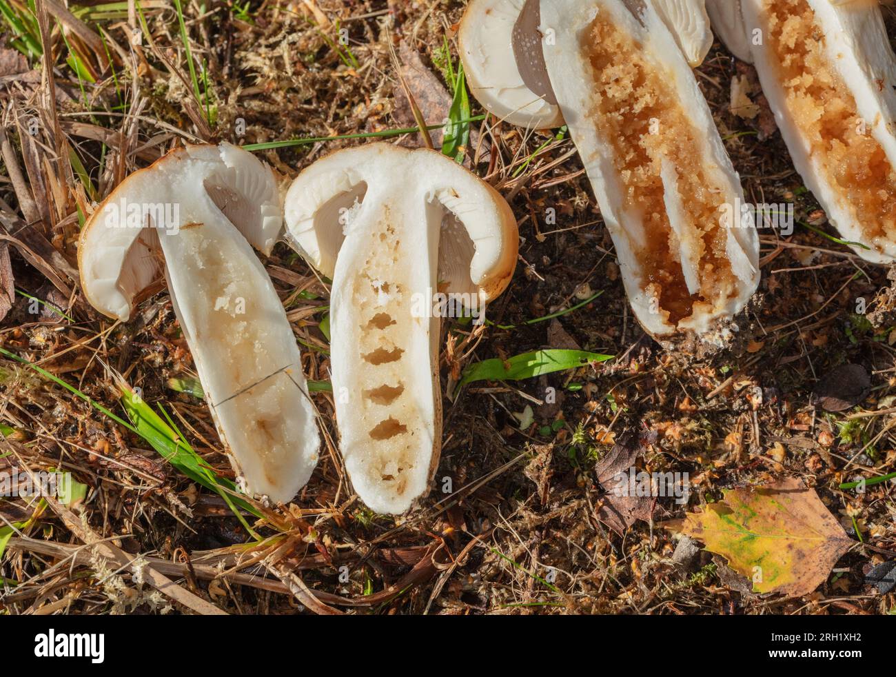 russula, Stinkremla (Russula foetens) Banque D'Images