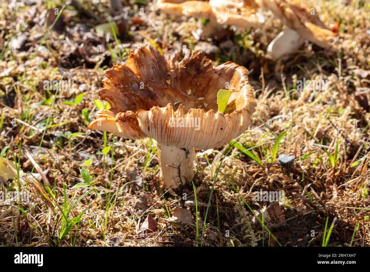 russula, Stinkremla (Russula foetens) Banque D'Images