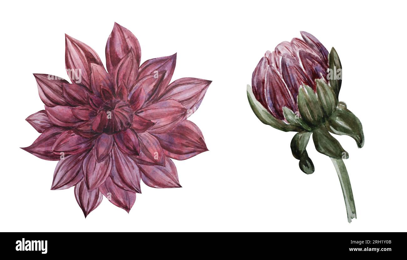 Ensemble d'illustration d'aquarelle d'une fleur de dahlia en couleur bordeaux. Objet isolé sur fond blanc. Clipart botanique pour concevoir l'automne Banque D'Images