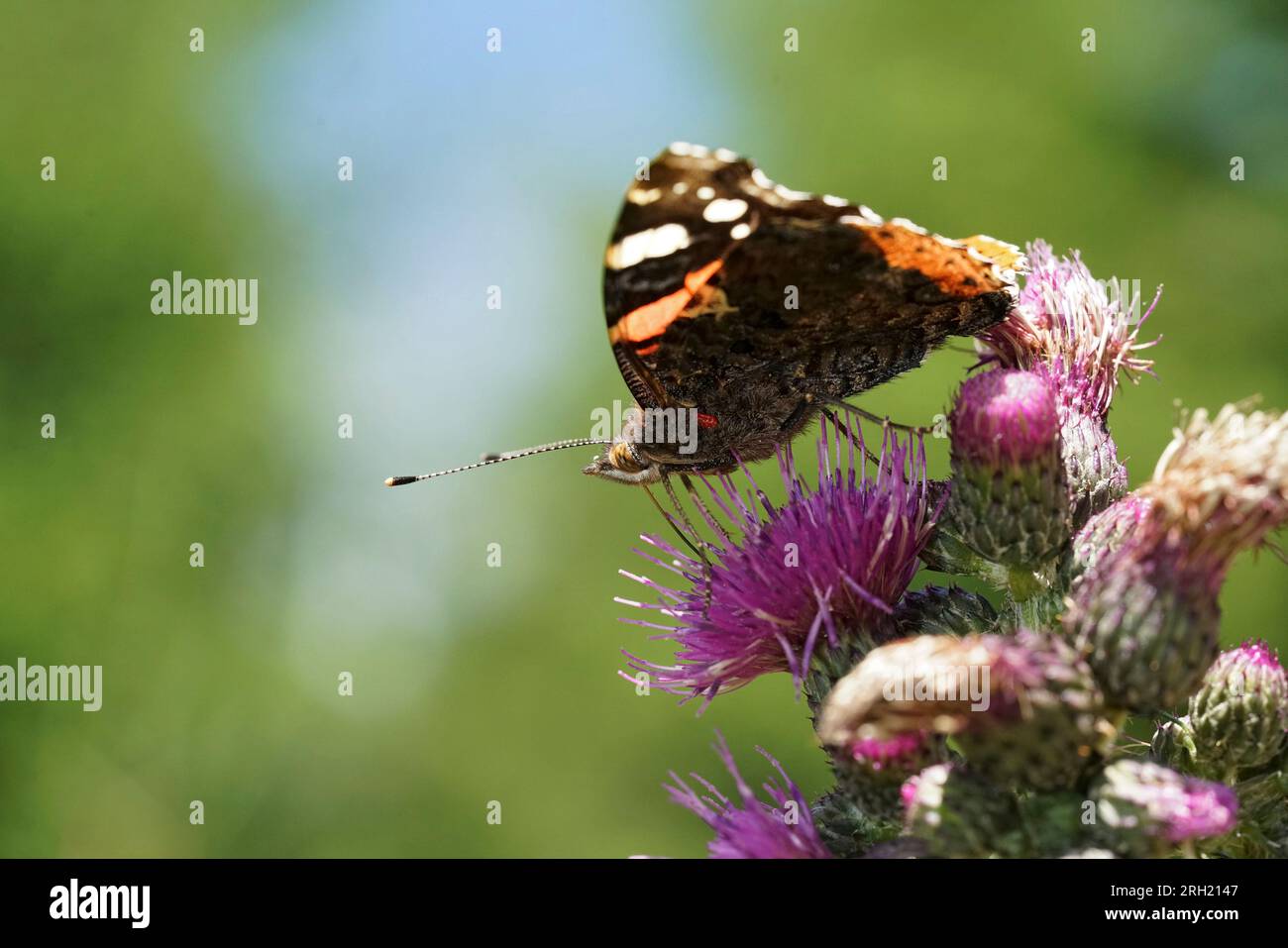 Gros plan naturel à faible angle sur un papillon Red Admiral, Vanessa atalanta assise sur un chardon violet Banque D'Images