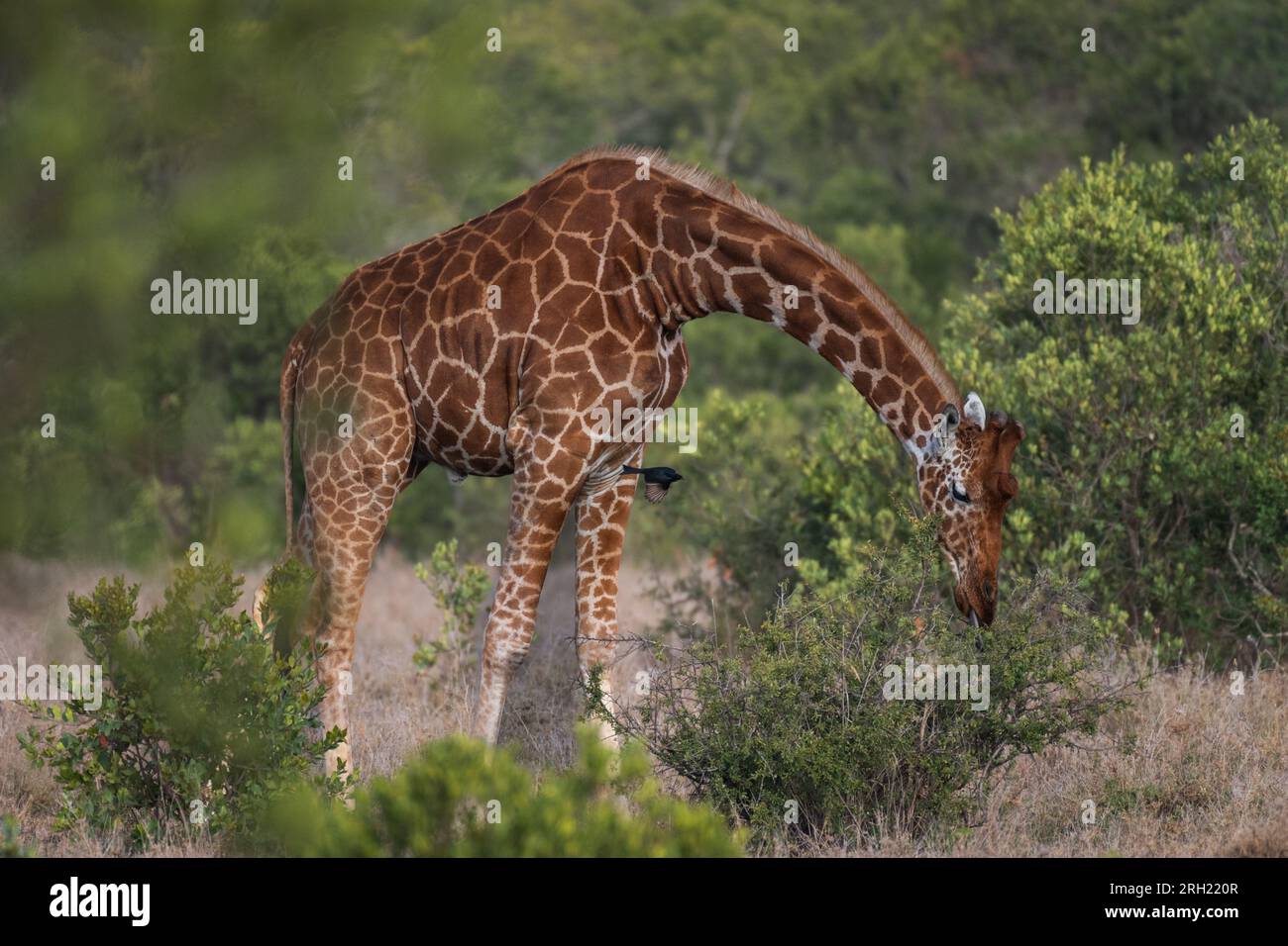 Girafa réticulée, Giraffa camelopardalis reticulata, OL Pejeta Conservancy Area, Kenya, Afrique Banque D'Images