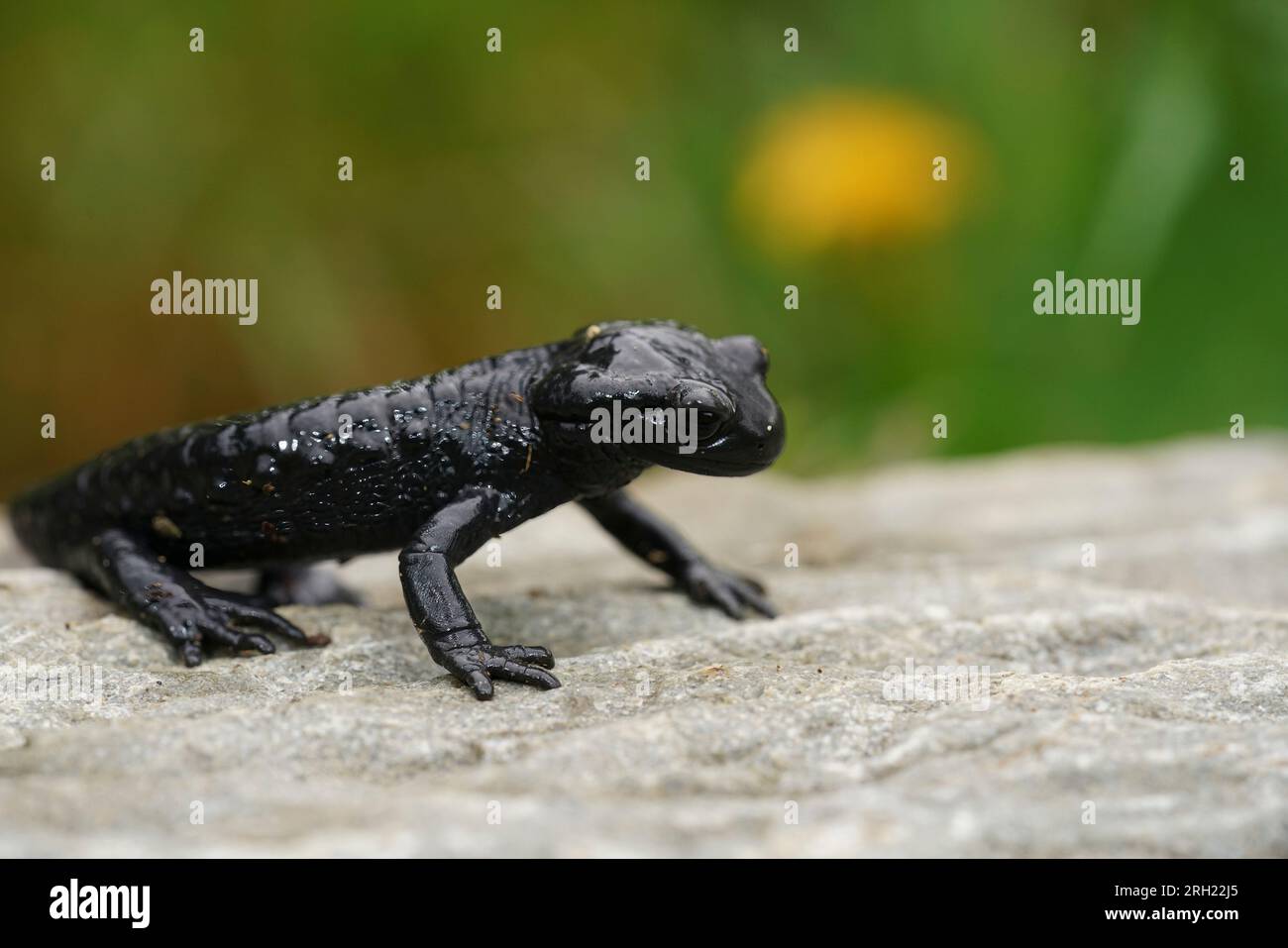 Gros plan naturel sur la salamandre noire sécrétice des Alpes, Salamandra atra en Autriche Banque D'Images
