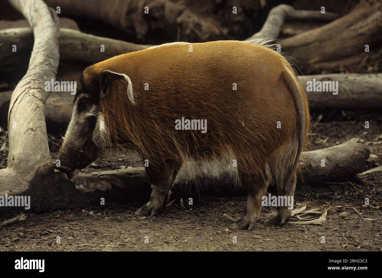 Le porc rouge de rivière (Potamochoerus porcus) ou cochon de brousse (un nom également utilisé pour Potamochoerus larvatus) Banque D'Images
