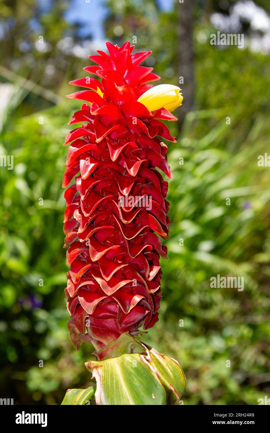 Red Tower gingembre, Costus comosus, ou spiral gingembre Costus barbatus, tête de fleur, cultivée, gingembre, ornementale, grandes fleurs voyantes, Malanda, Aust. Banque D'Images