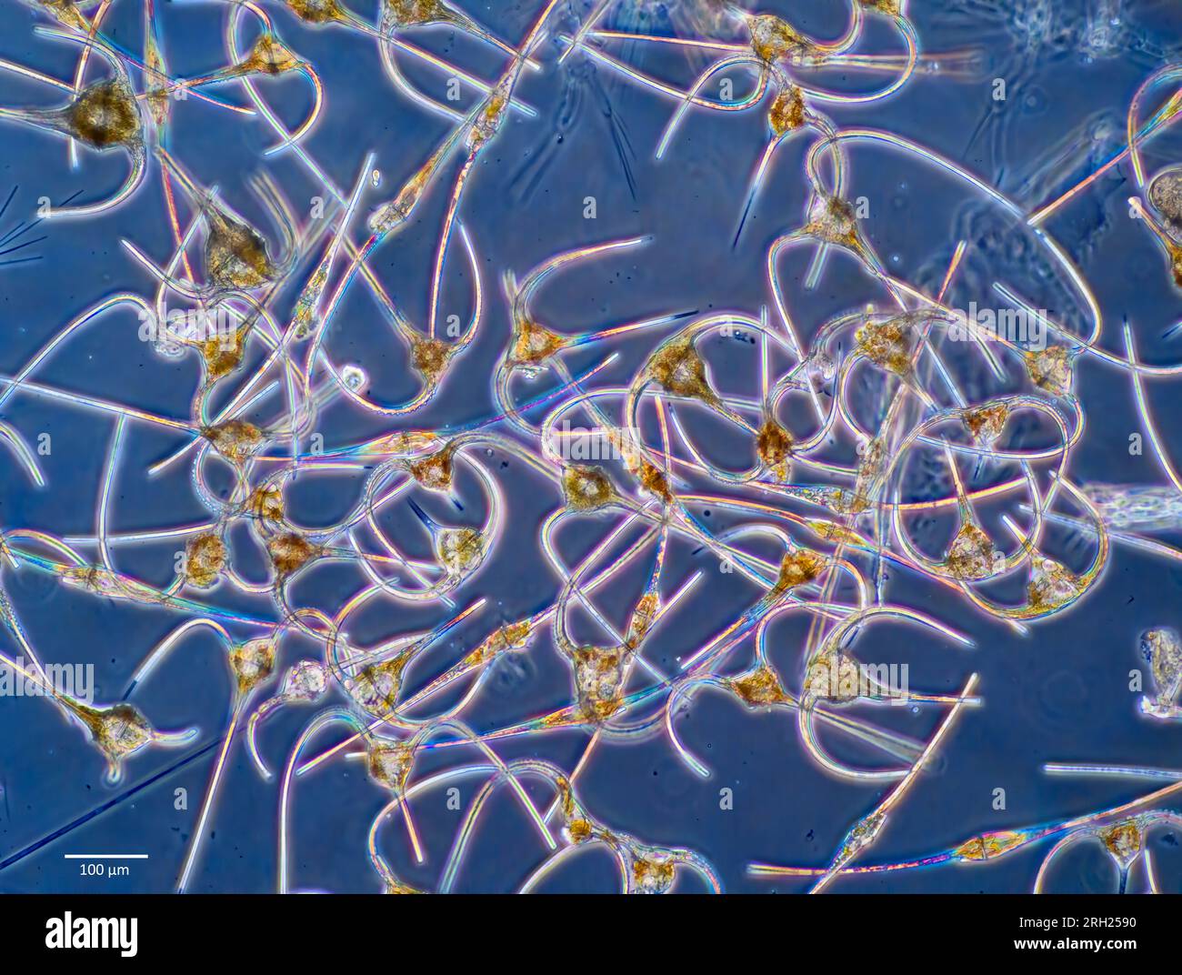 Dinoflagellés planctoniques du genre Ceratium recueillis dans les eaux côtières de surface du sud-ouest de la Norvège. Banque D'Images