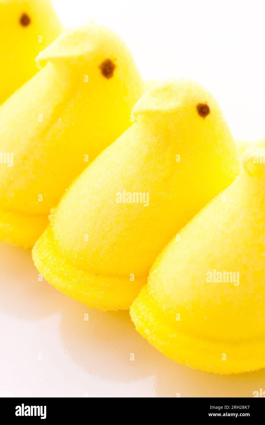 Poussins de guimauve Banque D'Images