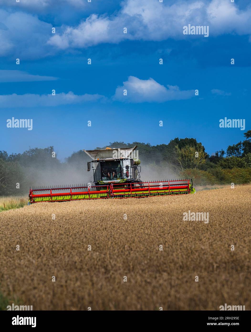 Une moissonneuse-batteuse travaillant dans un champ de blé pour récolter le maïs sous un ciel bleu orageux un jour d'été au Royaume-Uni Banque D'Images