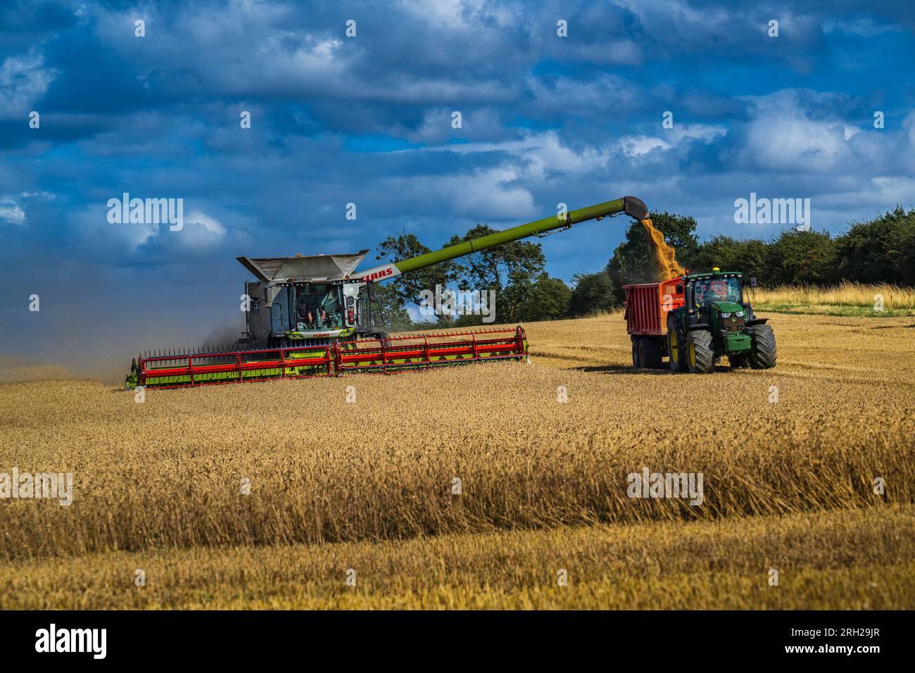 Une moissonneuse-batteuse travaillant dans un champ de blé pour récolter le maïs sous un ciel bleu orageux un jour d'été au Royaume-Uni Banque D'Images