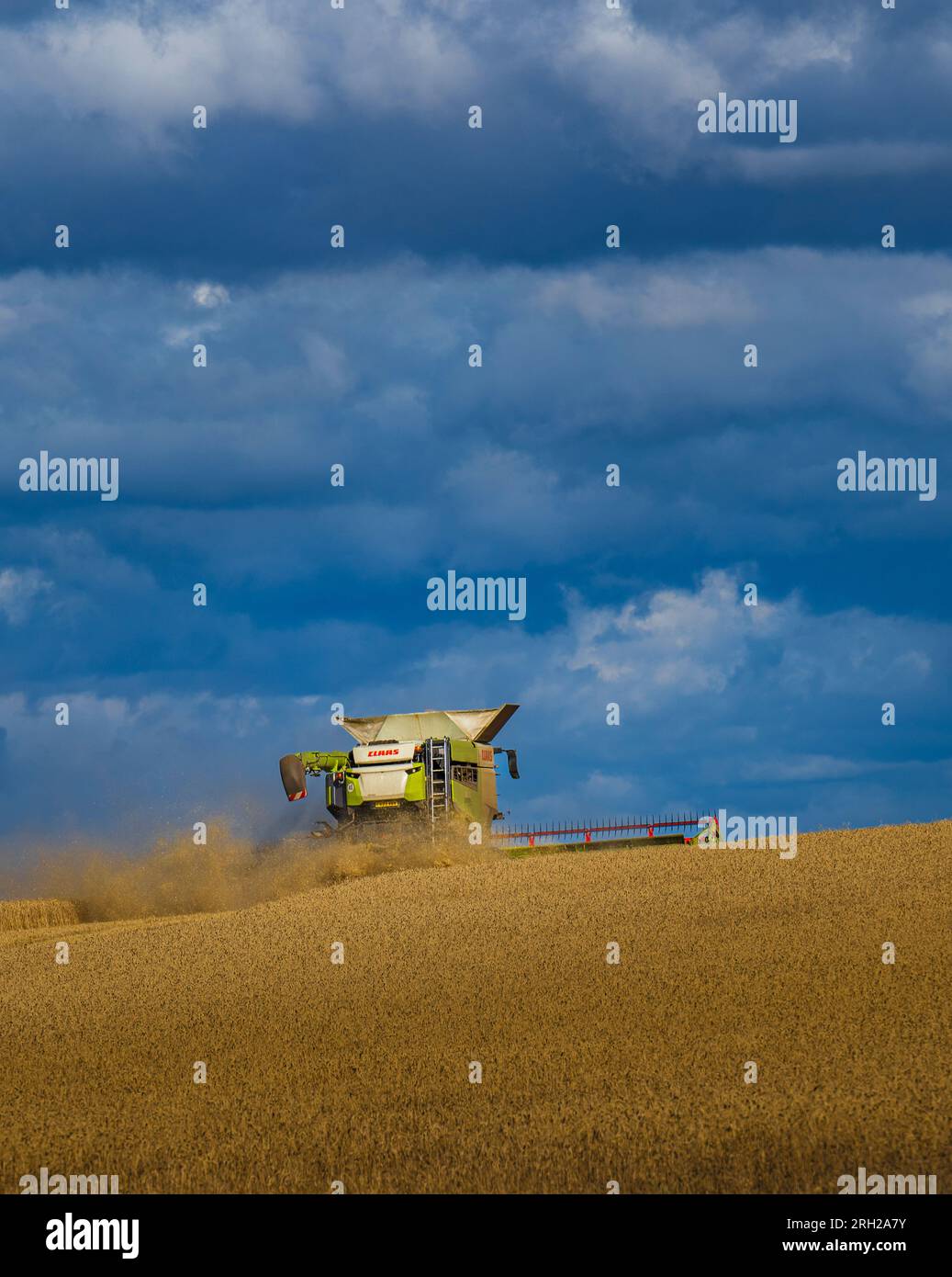 Une moissonneuse-batteuse travaillant dans un champ de blé pour récolter le maïs sous un ciel bleu orageux un jour d'été au Royaume-Uni Banque D'Images