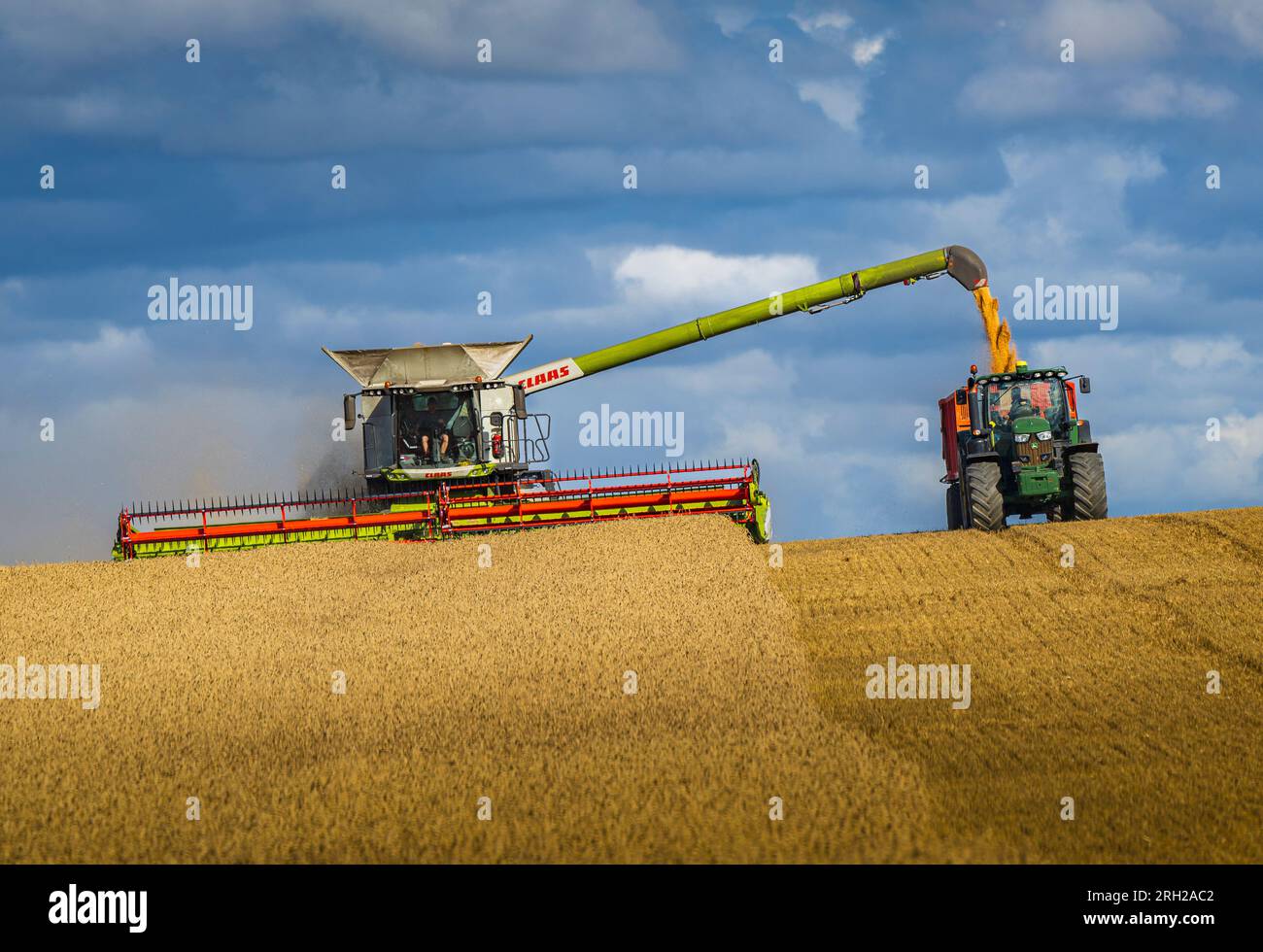 Une moissonneuse-batteuse travaillant dans un champ de blé pour récolter le maïs sous un ciel bleu orageux un jour d'été au Royaume-Uni Banque D'Images